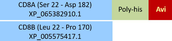CD8 alpha & beta Structure