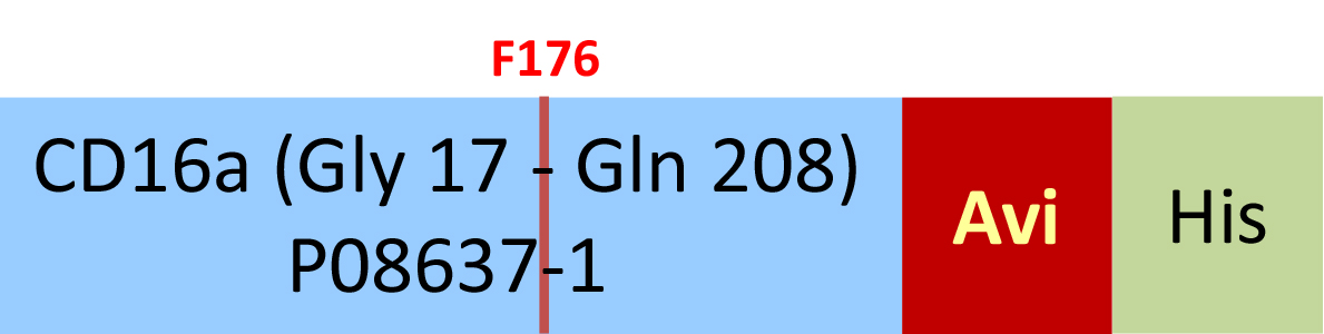 Fc gamma RIIIA / CD16a Structure