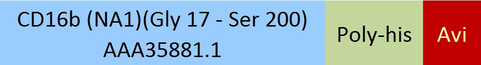 Fc gamma RIIIB / CD16b (NA1) Structure