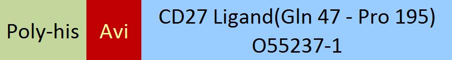 CD27 Ligand Structure