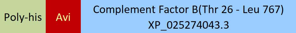 Complement Factor B Structure