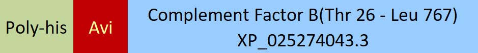 Complement Factor B Structure