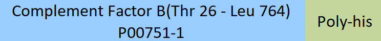 Complement Factor B Structure