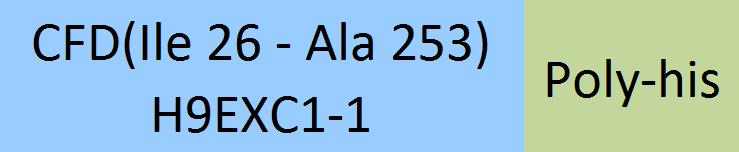 Complement Factor D Structure