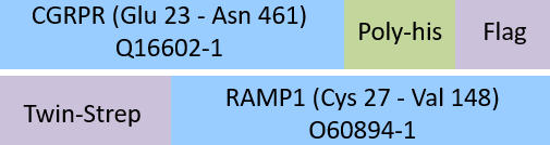 CGRPR & RAMP1 Structure