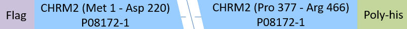 CHRM2 Structure