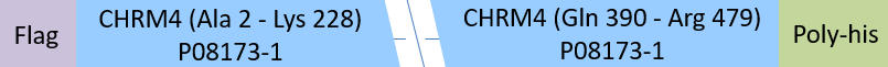 CHRM4 Structure