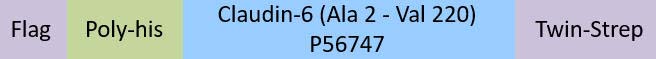Claudin-6 Structure