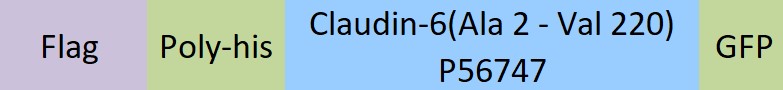 Claudin-6 Structure