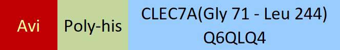 CLEC7A Structure