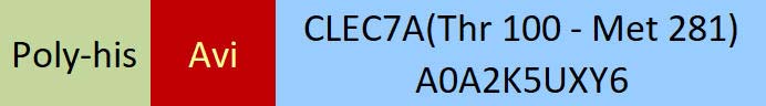 CLEC7A Structure
