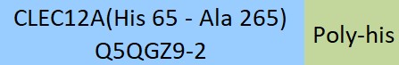 CLEC12A Structure