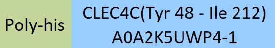 CLEC4C Structure