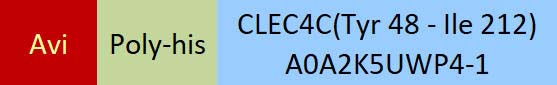 CLEC4C Structure