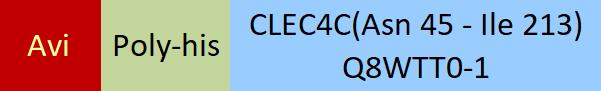 CLEC4C Structure