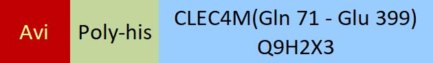 CLEC4M Structure
