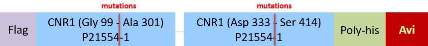 CNR1 Structure