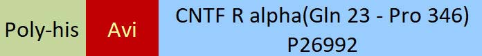 CNTF R alpha Structure