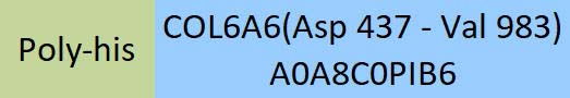 COL6A6 Structure