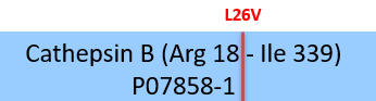 Cathepsin B Structure