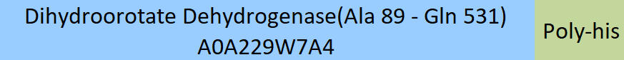Dihydroorotate Dehydrogenase Structure