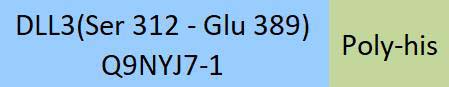DLL3 Structure