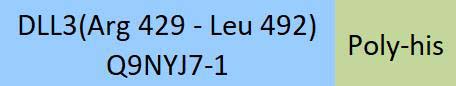DLL3 Structure
