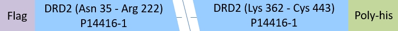 DRD2 Structure