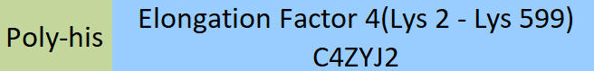 Elongation Factor 4 Structure