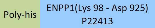 ENPP1 Structure