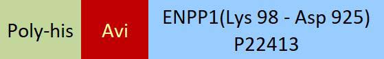 ENPP1 Structure