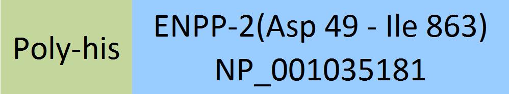 ENPP-2 Structure