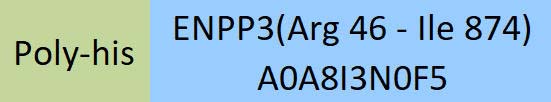 ENPP3 Structure