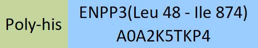 ENPP3 Structure