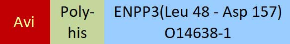 ENPP3 Structure
