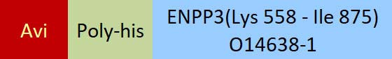 ENPP3 Structure