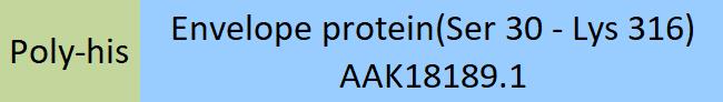 Envelope protein Structure