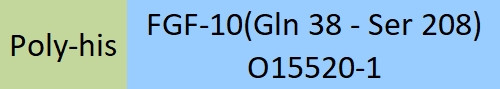 FGF-10 Structure