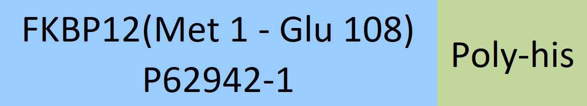 FKBP12 Structure