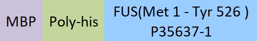 FUS Structure