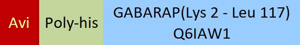 GABARAP Structure