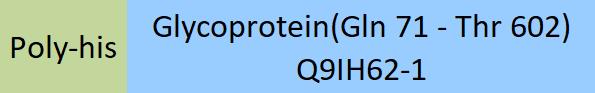 Glycoprotein Structure
