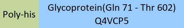 Glycoprotein Structure