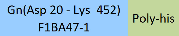 Glycoprotein N/Gn protein (SFTSV) Structure