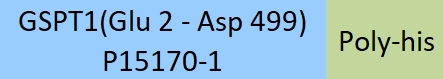 GSPT1 Structure
