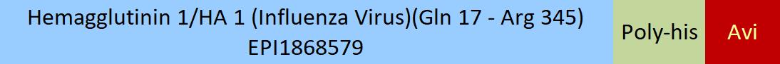 Hemagglutinin 1/HA 1 (Influenza Virus) Structure