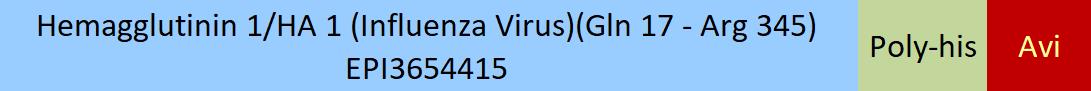 Hemagglutinin 1/HA 1 (Influenza Virus) Structure