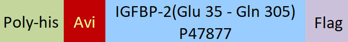 IGFBP-2 Structure