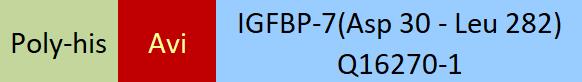 IGFBP-7 Structure