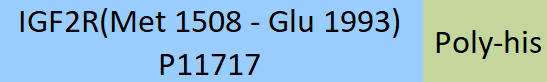 IGF-II R Structure